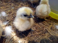 �����C���[�W