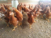 �H�ރC���[�W