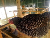 �����C���[�W